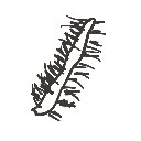 りんご の絵: むかで
