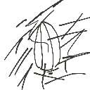 おっぷす の絵: まんげ