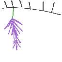 ここね の絵: ふじのはな