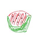 くいつくし の絵: すいか